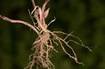 Slender wild basil